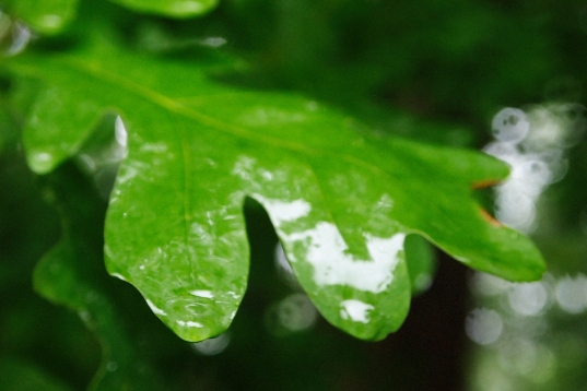 rain-on-leaf1